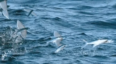 Fly fish - zázrak prírody