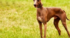 Pomocník (foto): elegantná a hravá obľúbená kráľovská šľachta