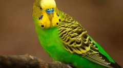 Lezginka vykonáva papagáje: video, kde perie vykonávajú tuhý tanec