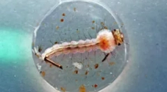 Mosquito larvae: popis a životný štýl
