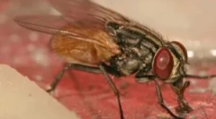 Muh larvy v človeku