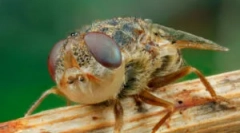 Larvy ovseu v ľudskom tele a zvierat