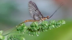 Larvae bary a rybolov