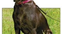 Lymfóm a leukémia u psov