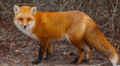 Fox obyčajný
