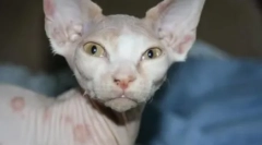 Zbavenie mačiek: príčiny a liečba