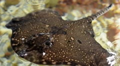 Liserové more alebo ostnaté