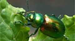 List: popis a poškodenie