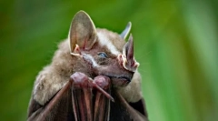 Listonos reproduktor