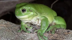 História zákona corollovopali