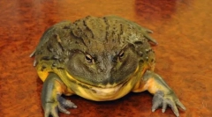 African frog bull