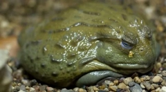 Frog-býk