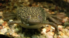 Žaba krátko je hladká