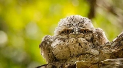 Flathshkorot. Rodina vtákov