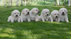 Obľúbené plemená psov od američanov: najlepšie