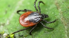 Zvedavé fakty o kliešťoch