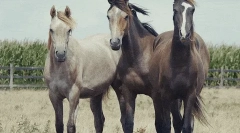 Kone: zaujímavé fakty o najviac ušľachtilých zvierat 🐎