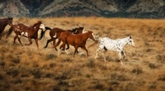 Kone vo voľne žijúcich živočíchov