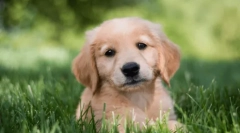 Best psie plemeno pre deti v byte