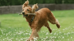 Best psie plemeno pre starších ľudí - foto a popis