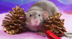 Najlepšie domáce zvieratá