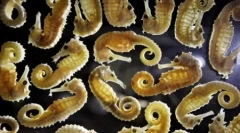 Najlepšie fotografie z wildlife 2011