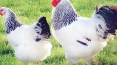 Najlepšie mäsové plemeno kurčatá