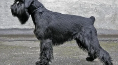 Najlepšie chovné psy pre apartmány