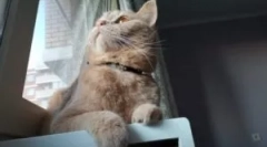 Najlepšie obojky z blchy a kliešťov pre mačky