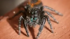 Najlepšie pavúky pre domácnosť