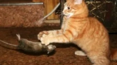 Najlepšie plemená cat-roots