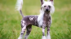 Najlepší psi na udržanie v byte: ako si vybrať domáce zviera