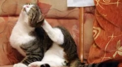 Najlepšie súbory z blocha: review a kritériá