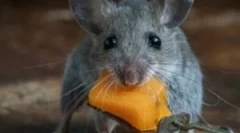 Najlepšie opravné prostriedky od potkanov a myší