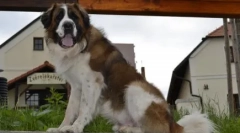 Najlepšie strážneky pre súkromný dom