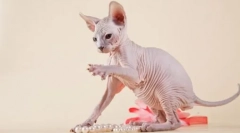 Bald cats: popis a história plemien