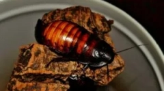 Madagaskar courtroach a jeho obsah