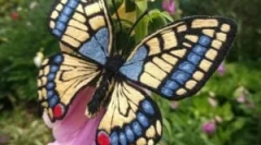 Mahaon: popis a životný štýl