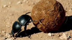Veľké chrobáky, bronzové a povstalci