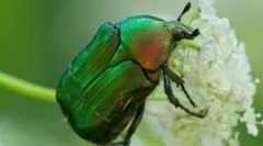 May beetle: popis, životný štýl a odroda