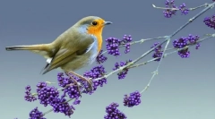 Malinovka (foto): jasne červené miesto v lese gama