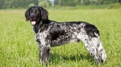 Malý münsterlender