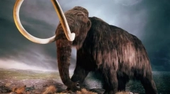 Mamut