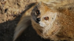 Mongoose (foto): nebojácny hadík