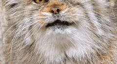 Manul: zaujímavé fakty o steppe cat