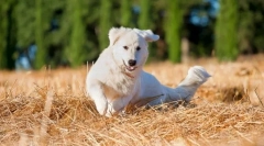 Maremmo-abruzza shepherdka (fotografie): uskutočnenie čistej pevnosti a oddanosti