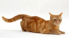 Martov mačky: konečný lov