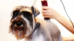 Psie strihanie strojov: užitočný brúsny nástroj doma