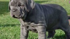 Mastiff: old-timers psy (9 fotografií)