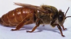 Záleží na včelárstve: význam a životný štýl